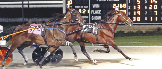 Pink Trot Winner 2016